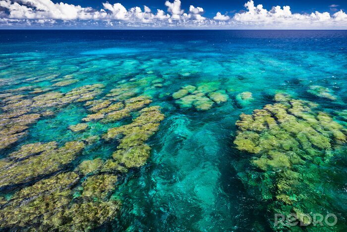 Fototapete Tropisches Korallenriff