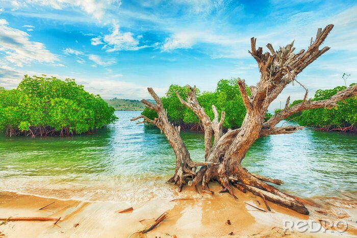 Fototapete Tropisches Meer und Grünpflanzen