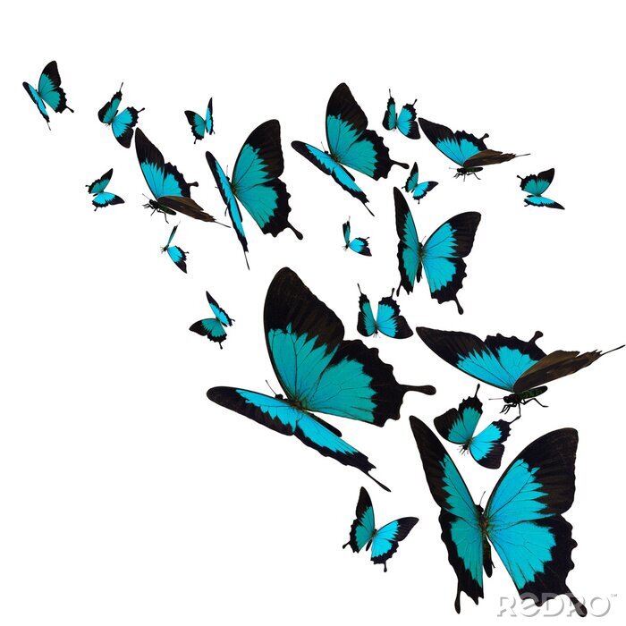 Fototapete Türkisfarbene Schmetterlinge in Bewegung