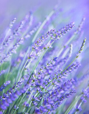 Fototapete Türkisfarbener Lavendel