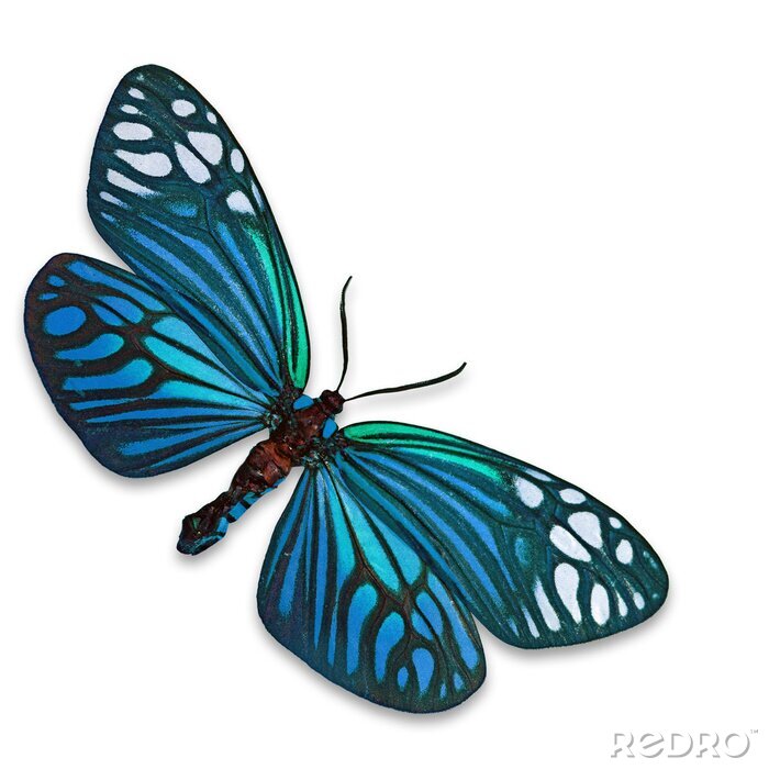 Fototapete Türkisfarbener subtiler Schmetterling
