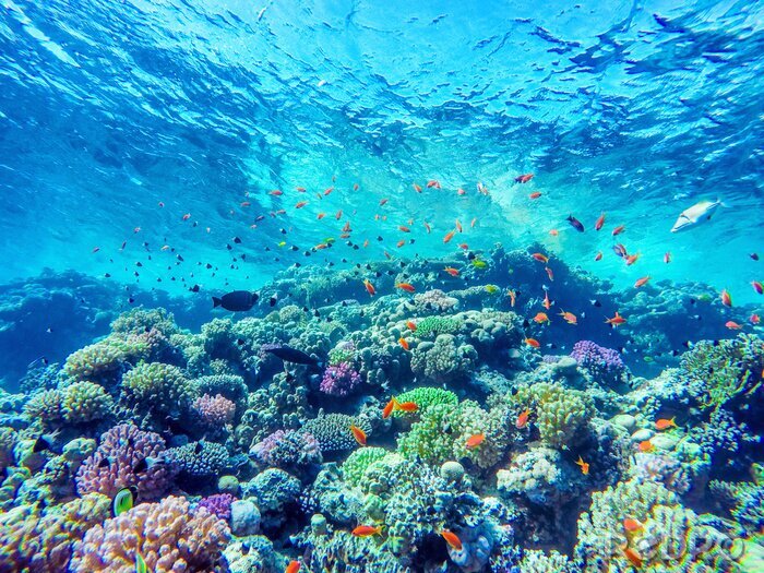 Fototapete Türkisfarbenes Wasser und Korallenriff