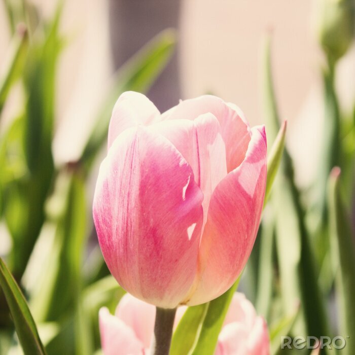 Fototapete Tulpe im Sonnenlicht