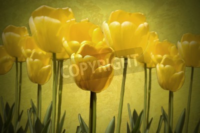 Fototapete Tulpen auf einem Weinlesehintergrund