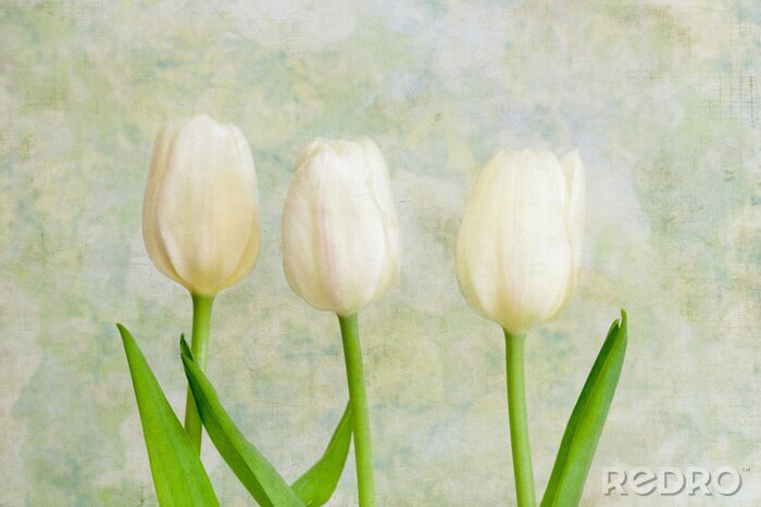 Fototapete Tulpen auf Vintage Hintergrund
