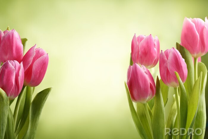 Fototapete Tulpen grüner Hintergrund