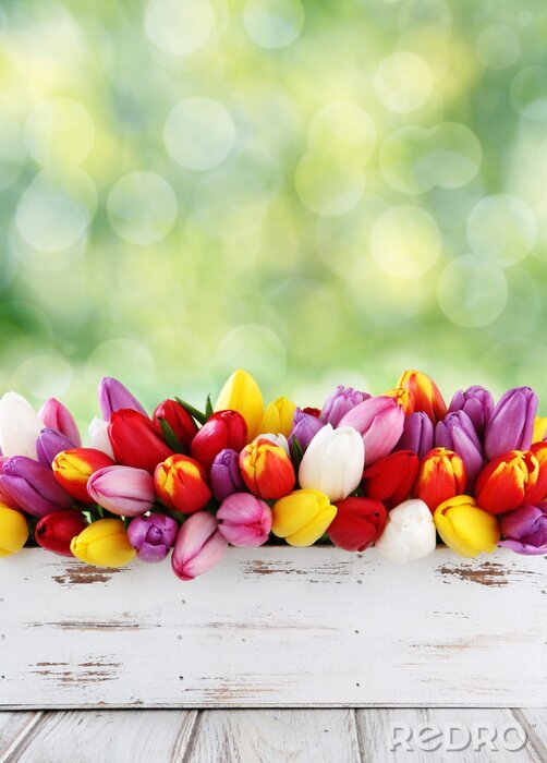 Fototapete Tulpen in einer Schachtel angeordnet