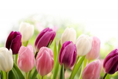 Fototapete Tulpen in schönen Farben