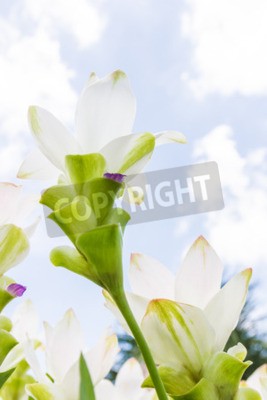 Fototapete Tulpen mit Himmel im Hintergrund