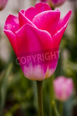 Fototapete Tulpen Rosa  aus nächster Nähe