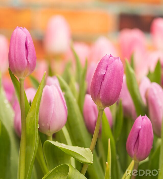 Fototapete Tulpen Rosa und grüne Blätter