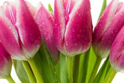Fototapete Tulpen und Wassertropfen