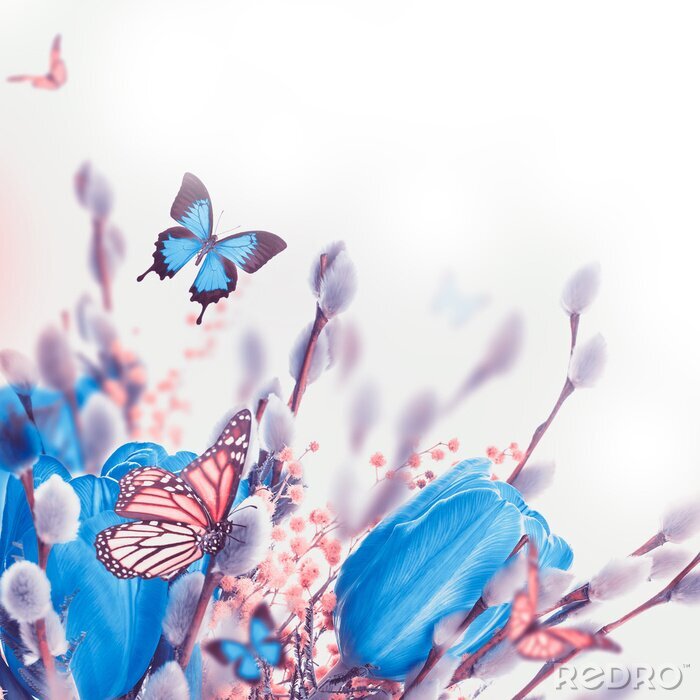 Fototapete Tulpen Weidenkätzchen und blaue Schmetterlinge