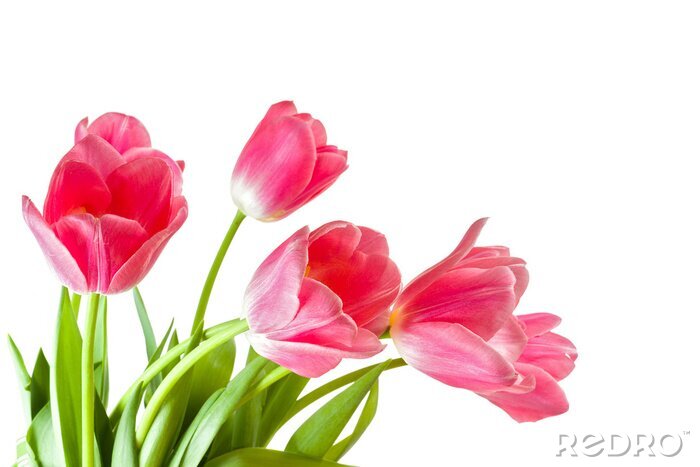 Fototapete Tulpenarrangement auf weißem Hintergrund