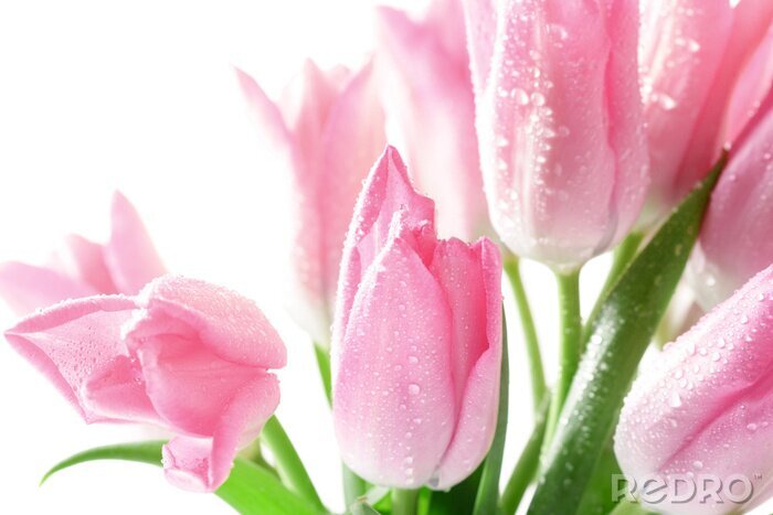 Fototapete Tulpenblüten auf weißem Hintergrund