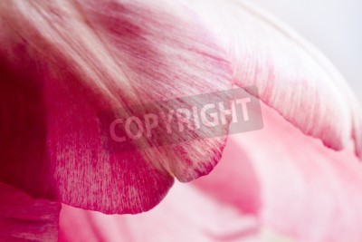 Fototapete Tulpenblüten hautnah