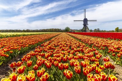 Tulpenfeld in den Niederlanden
