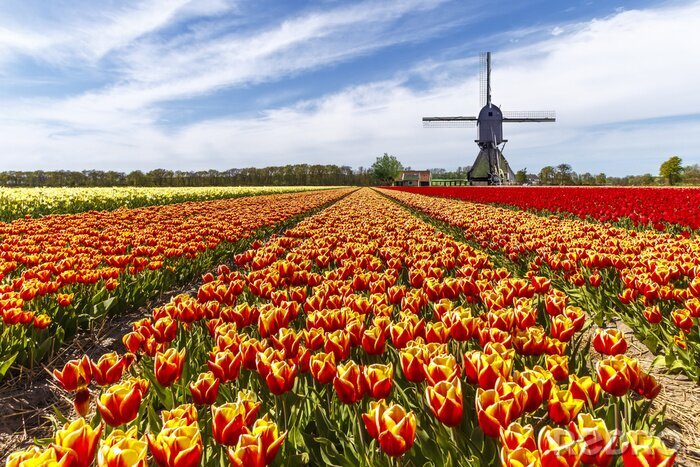 Fototapete Tulpenfeld in den Niederlanden
