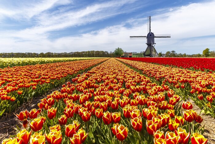 Fototapete Tulpenfeld in den Niederlanden