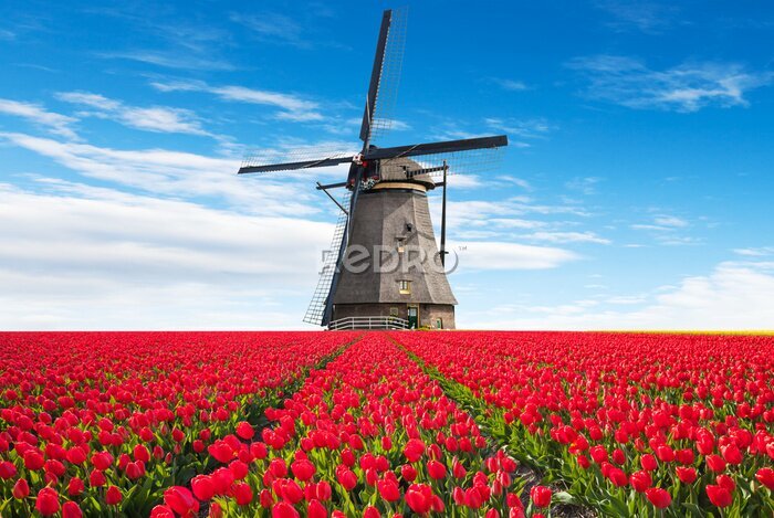 Fototapete Tulpenfeld und Windmühle