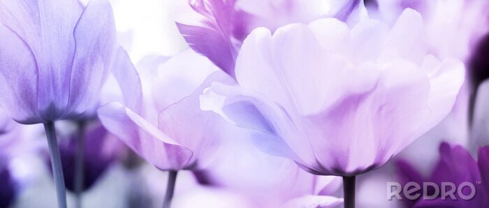 Fototapete Tulpenköpfe in violettem Licht