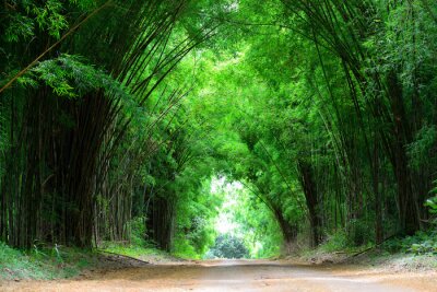 Fototapete Tunnel aus Bambusbäumen