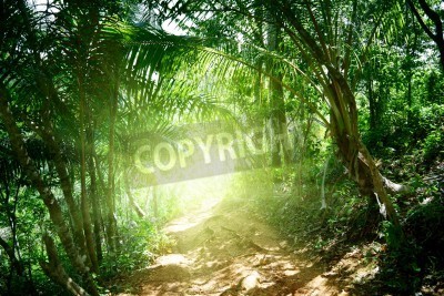Fototapete Tunnel aus Grünpflanzen im Dschungel