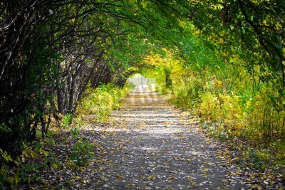 Fototapete Tunnel aus Zweigen