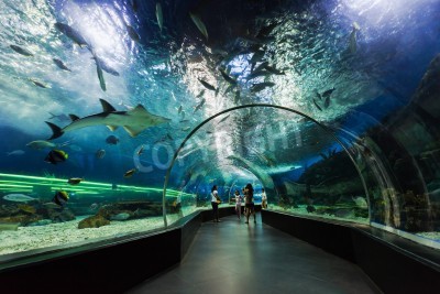 Fototapete Tunnel im Ozeanarium mit Haien