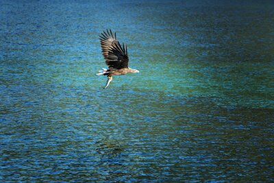 Fototapete Über dem Ozean fliegender Vogel