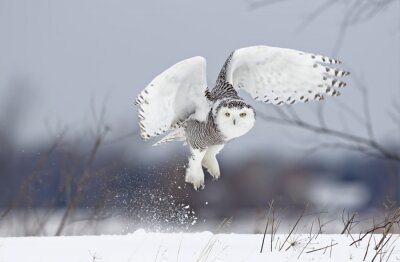 Fototapete Über dem Schnee fliegende Eule