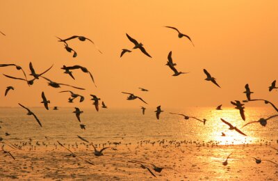 Fototapete über den Ozean fliegende Vögel