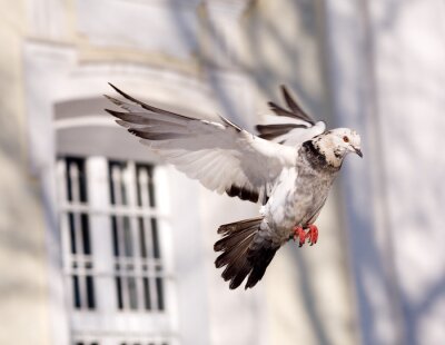 Fototapete Über Stadt fliegende Taube