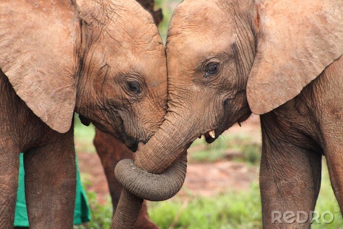 Fototapete Umarmende Elefanten