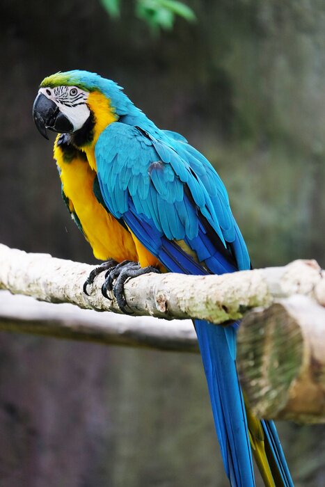 Fototapete Umarmende Sittiche