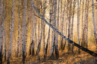 Fototapete Umgeworfene Birke im Wald