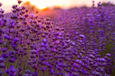Fototapete Ungarisches Lavendelfeld