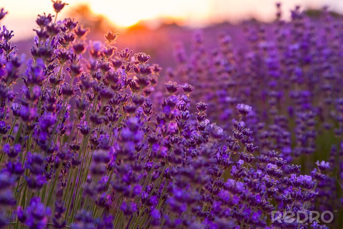 Fototapete Ungarisches Lavendelfeld
