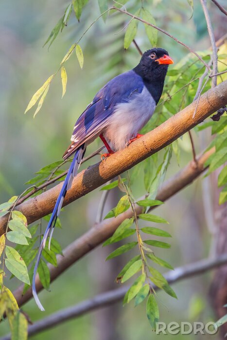 Fototapete ungleichartiger Vogel auf einem Baum