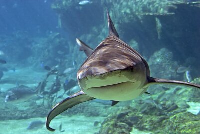 Fototapete Unter Wasser schwimmender Hai