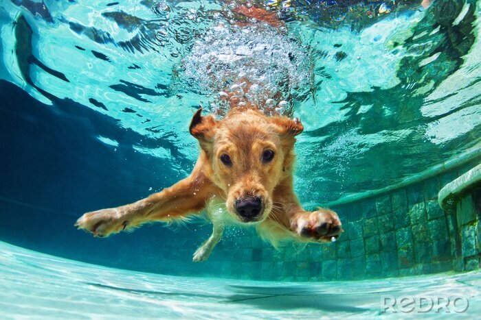 Fototapete Unter Wasser schwimmender Hund