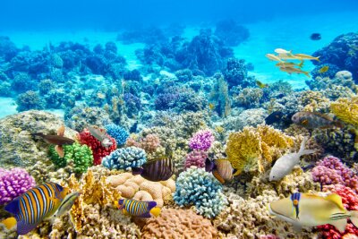 Fototapete Unterwasser-Korallenriff