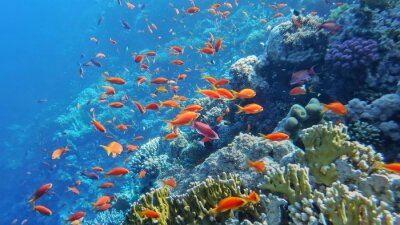 Fototapete Unterwasser-Meereswelt