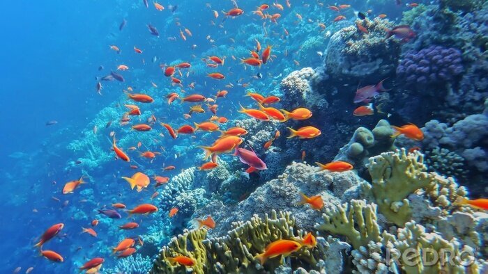 Fototapete Unterwasser-Meereswelt