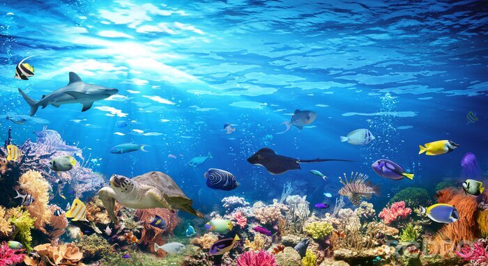 Fototapete Unterwassertiere unter Korallenriffen