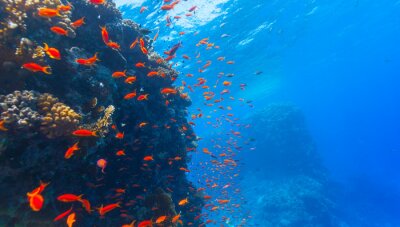 Fototapete Unterwasserwelt des Korallenriffs