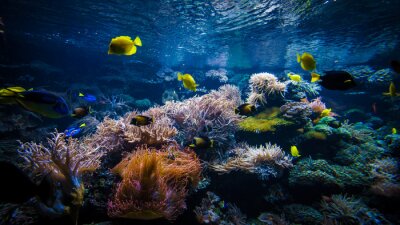 Unterwasserwelt gelbe Fische und Korallenriff