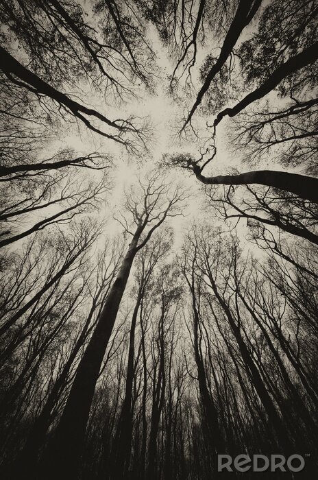 Fototapete upward view in a dark spooky forest sepia