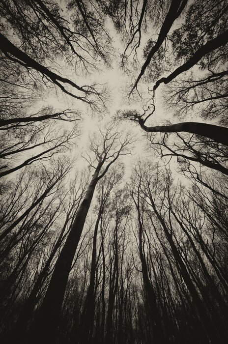 Fototapete Upward view in a dark spooky forest sepia