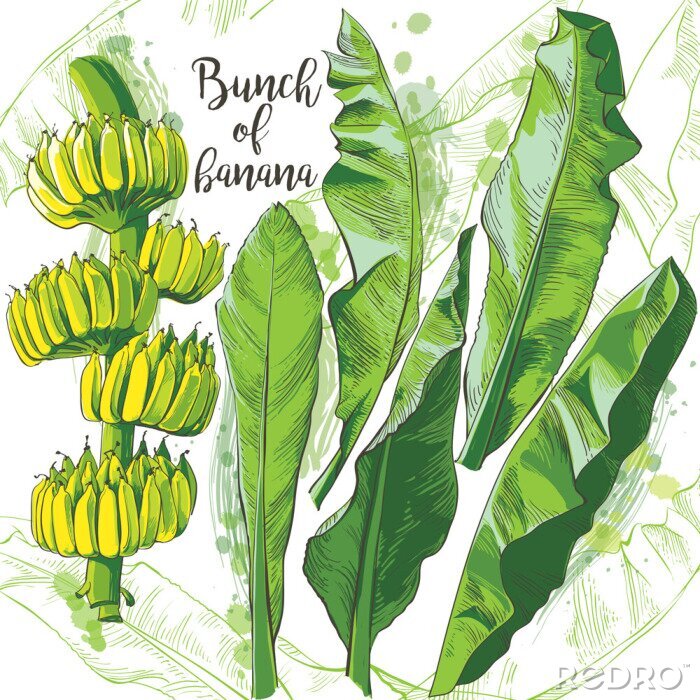 Fototapete Vector tropical banana leaf, fruits texture